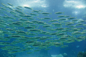 Fototapeta na wymiar Aquarium school of fish