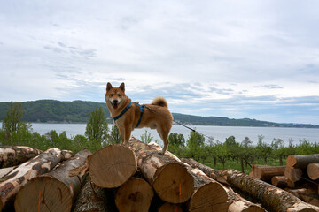 red shiba inu dog posing on tree trunks with lake constance in the background