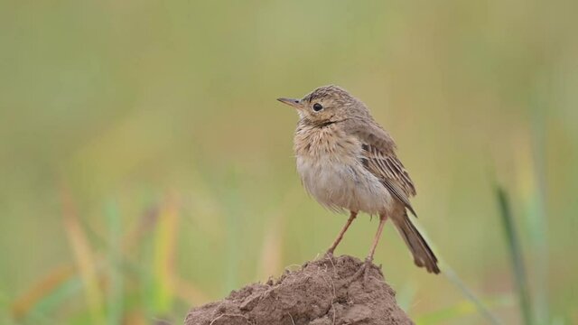 Paddyfield pipit in fields