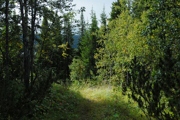 Fototapeta na wymiar Green forest in the morning sunlight.