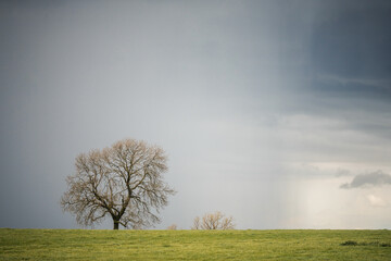 Storm clouds and heavy rain pouring down behind lone tree. Thunder and rainfall over natural...