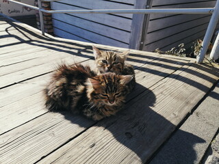 two little kittens bask in the sun