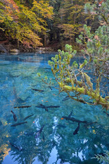 Blausee mountain lake in Switzerland in the Kander valley. Trout fish seen through crystal-clear water of Blue Lake in autumn. Yellow leaves on the surface.