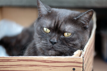 Cute gray tabby cat lays in cardboard box
