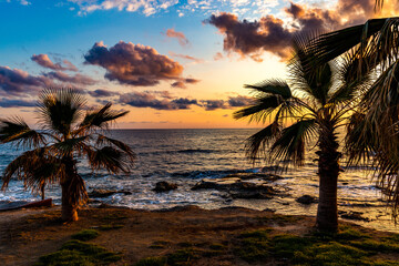 Naklejka na ściany i meble Palm tree on a background of tropical sunset.
