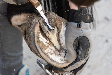Natural hoof trimming - the farrier trims and shapes a horse's hooves using the knife, hoof nippers file and rasp. - obrazy, fototapety, plakaty