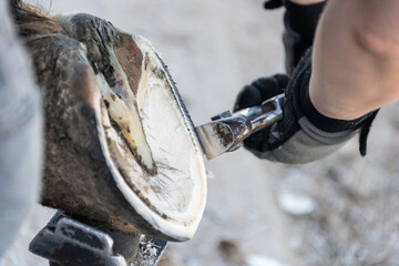 Natural hoof trimming - the farrier trims and shapes a horse's hooves using the knife, hoof nippers file and rasp. - obrazy, fototapety, plakaty