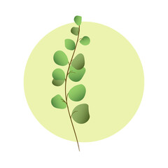 Green eucalyptus branch in circle. Minimalist herbal design.
