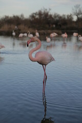 pink flamingo in the water