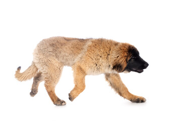 puppy Leonberger in studio