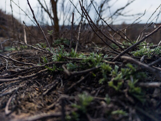 moss in the forest