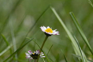 Zwei G&auml;nsebl&uuml;mchen mit unscharfem Hintergrund