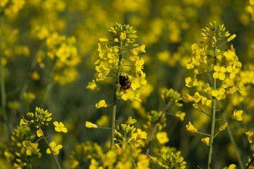 Rapsblüte mit Hummel