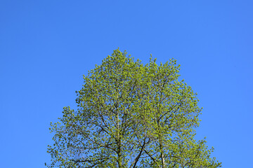 Linde mit frischem Grün im Frühling, blauer Himmel im Hintergrund mit Copy Space, hochformat