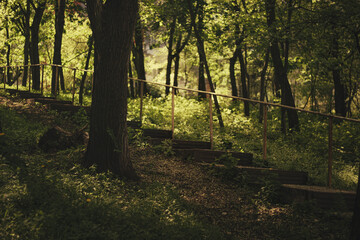 Obraz premium morning in the woods