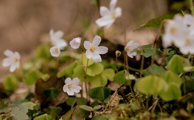 Szczawik zajęczy w lesie, drobne białe kwiatuszki 