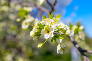 Fototapeta premium branches of a blooming Apple tree against the blue sky with clouds, large tender white buds as a symbol of spring
