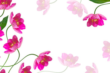 Fototapeta na wymiar spring colorful flowers tulips. floral collection.