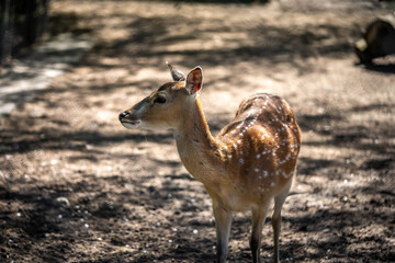 Obraz premium portrait of a beautiful gentle deer, wildlife