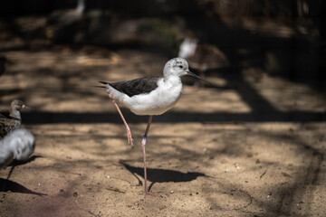 Himantopus himantopus, standing on one leg, wildlife