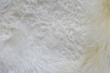 close up of white sheep