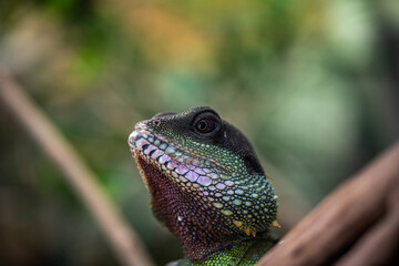 portrait of an incredibly beautiful colorful lizard