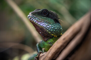 portrait of an incredibly beautiful colorful lizard