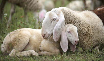 lamb with her mother in the middle of the flock