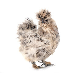 Silkie in studio