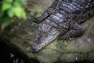 crocodile lying on a stone, the wilderness around us