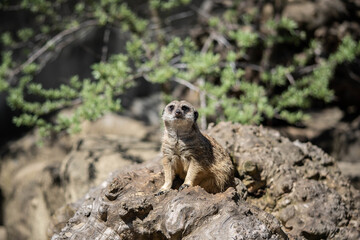 little cute meerkat sits on guard, wildlife