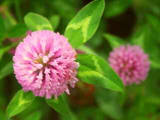 初夏の野原に咲く赤詰め草
