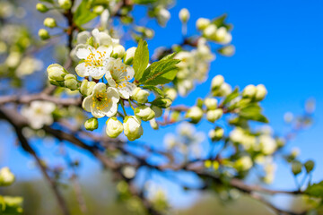 branches of a blooming Apple tree against the blue sky with clouds, large tender white buds as a symbol of spring