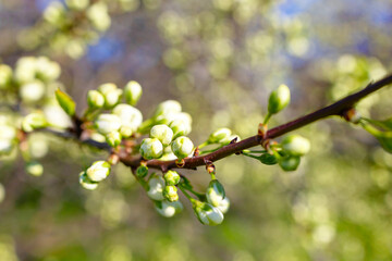 branches of a blooming Apple tree against the blue sky with clouds, large tender white buds as a symbol of spring
