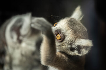 portrait of a baby Madagascar lemur with its mother, selective focus