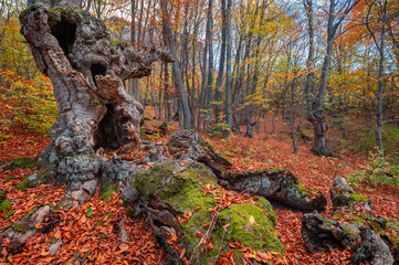 Old beech in autumn forest