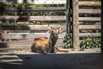 beautiful antelope resting in the paddock, wildlife