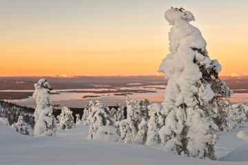 Snow covered trees in polar forest under sunset