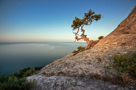 Lonely tree on the rock above the sea