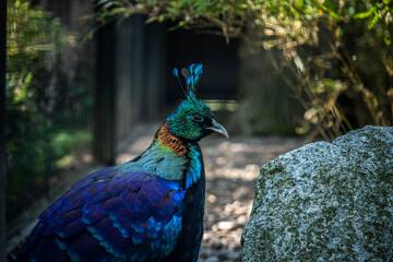 portrait of an incredibly beautiful himalayan monal