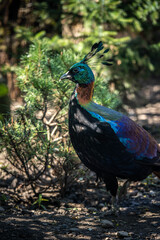Obraz premium incredibly beautiful Himalayan Monal walks in the park