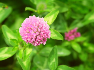 初夏の野原に咲く一輪の赤詰め草