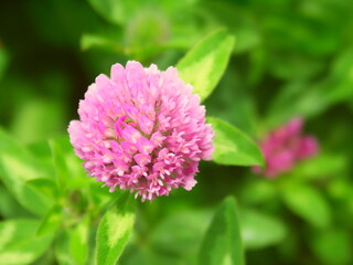 初夏の野原に咲く一輪の赤詰め草