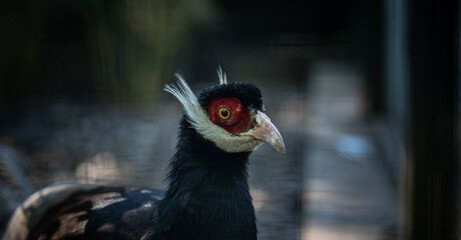 Crossoptilon, portrait of an unusual pheasant, wildlife