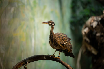 unusual brown bird sitting on a branch