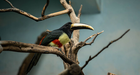 beautiful colorful toucan sitting on a branch