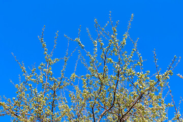 branches of a blooming Apple tree against the blue sky with clouds, large tender white buds as a symbol of spring