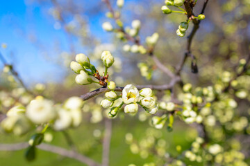 branches of a blooming Apple tree against the blue sky with clouds, large tender white buds as a symbol of spring