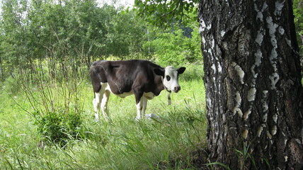 Cow