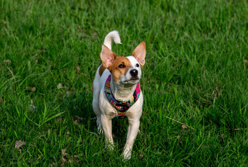 Dog Jack Russell Terrier breed in a field on green grass